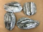 Clearance Lot: to Polished Orthoceras Fossils - Pieces #215293-1